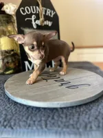 Brownie (Teacup), a male Chihuahua for sale in Indianapolis, IN – 4 of 5