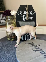 Lucy , a female Chihuahua for sale in Indianapolis, IN – 3 of 5