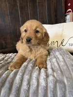 Charlie, a male Golden Retriever for sale in Indianapolis, IN – 2 of 4