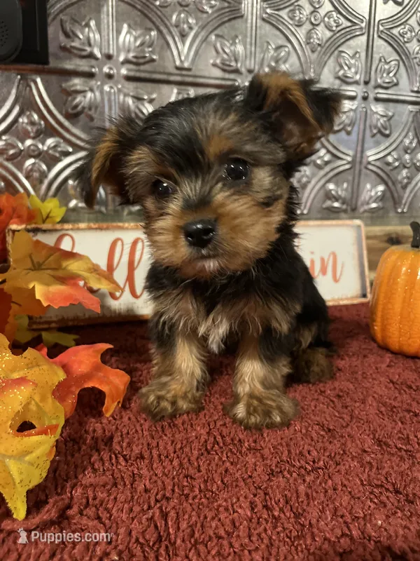 Tucker – Yorkshire Terrier puppy for sale in Indianapolis, IN