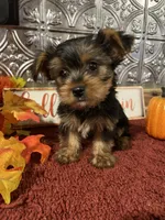 Tucker, a male Yorkshire Terrier for sale in Indianapolis, IN – 1 of 5