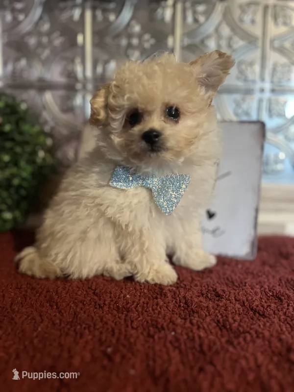 Tyson – Pomapoo puppy for sale in Indianapolis, IN