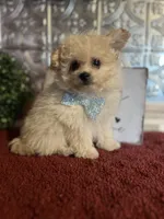 Tyson, a male Pomapoo for sale in Indianapolis, IN – 1 of 6