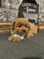 Teddy, a male Pomapoo for sale in Indianapolis, IN – 2 of 3
