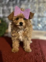 Molly, a female Pomapoo for sale in Indianapolis, IN – 4 of 5