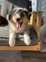Maddie ((Blue-Merle)), a female Australian Shepherd for sale in Indianapolis, IN – 4 of 9