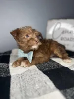 Brownie, a female Chipoo for sale in Indianapolis, IN – Photo 1 of 3