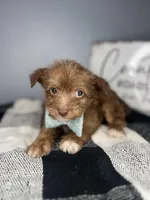 Brownie, a female Chipoo for sale in Indianapolis, IN – Photo 2 of 3