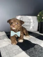 Brownie, a female Chipoo for sale in Indianapolis, IN – Photo 3 of 3