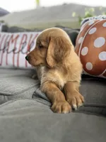 Charlie, a male Golden Retriever for sale in Indianapolis, IN – 2 of 5