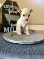 Lucy , a female Chihuahua for sale in Indianapolis, IN – 5 of 5