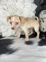 Ace, a male Chihuahua for sale in Indianapolis, IN – 4 of 5
