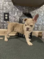 Bailey-((Merle)), a male French Bulldog for sale in Indianapolis, IN – 5 of 5
