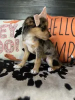 Bella (Blue Merle), a female Chipoo for sale in Indianapolis, IN – 2 of 4