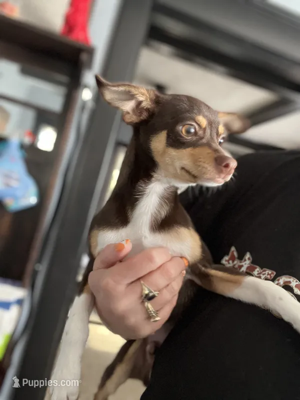 Remi – Chihuahua puppy for sale in Indianapolis, IN