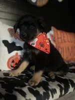 Bow, a male Australian Shepherd for sale in Indianapolis, IN – 3 of 6
