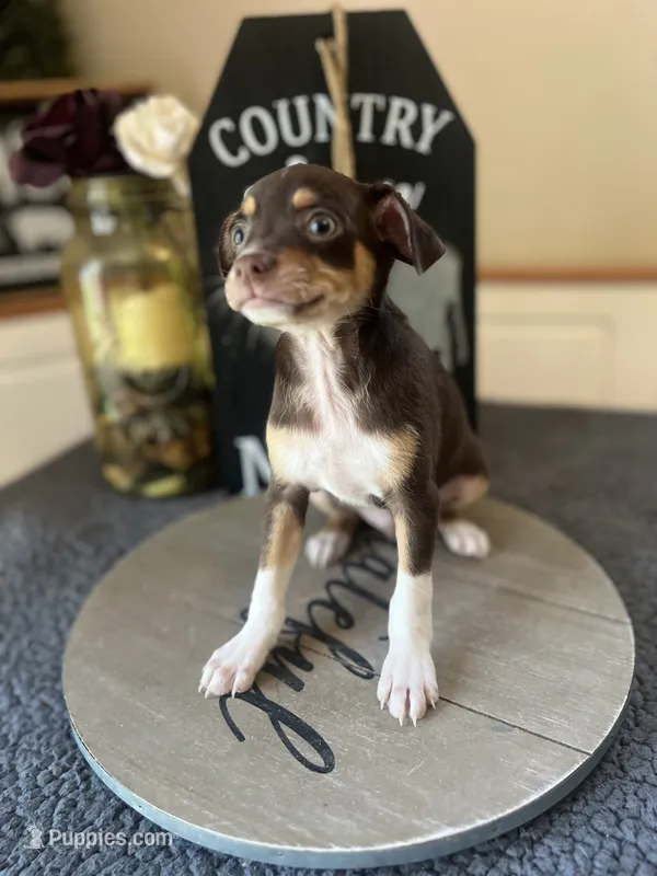 Bruno – Chihuahua puppy for sale in Indianapolis, IN