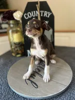 Bruno, a male Chihuahua for sale in Indianapolis, IN – 1 of 3