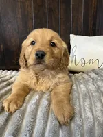 Charlie, a male Golden Retriever for sale in Indianapolis, IN – 1 of 4