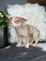 Sasha-Teacup, a female Chihuahua for sale in Indianapolis, IN – 3 of 5