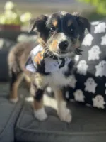 Titan, a male Australian Shepherd for sale in Indianapolis, IN – 6 of 6