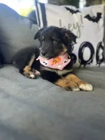 Chloe, a female Australian Shepherd for sale in Indianapolis, IN – 1 of 7