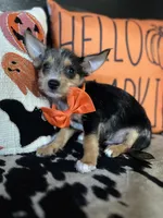 Tyson (Blue merle) , a male Chipoo for sale in Indianapolis, IN – 4 of 5