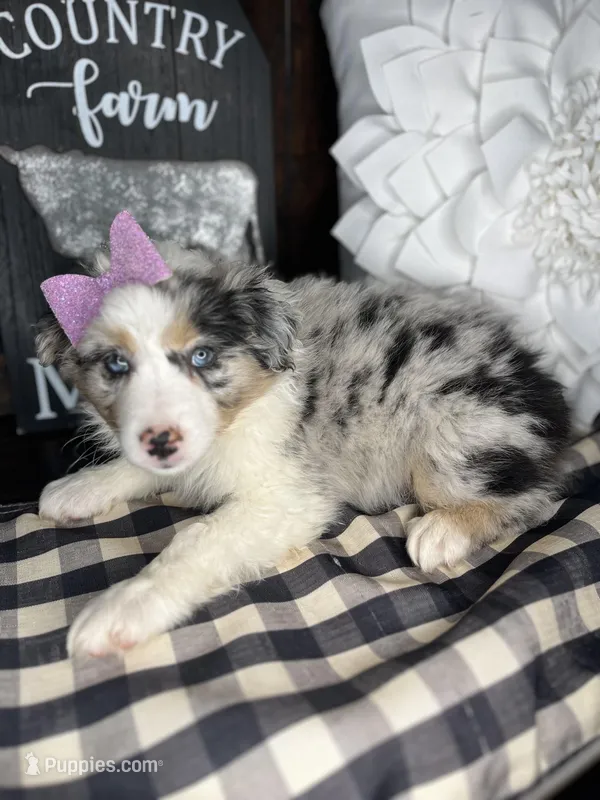 Sadie, a female Australian Shepherd for sale in Indianapolis, IN – 1 of 3