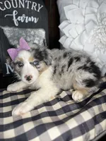 Sadie, a female Australian Shepherd for sale in Indianapolis, IN – 1 of 3