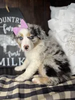Sadie, a female Australian Shepherd for sale in Indianapolis, IN – 2 of 3