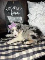 Sadie, a female Australian Shepherd for sale in Indianapolis, IN – 3 of 3