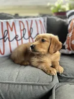 Chloe, a female Golden Retriever for sale in Indianapolis, IN – 4 of 4