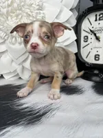 Sasha-Teacup, a female Chihuahua for sale in Indianapolis, IN – 5 of 5