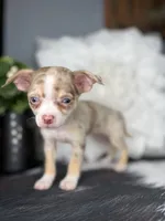 Sasha-Teacup, a female Chihuahua for sale in Indianapolis, IN – 4 of 5