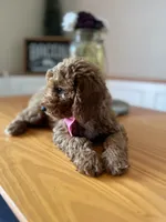 Charlie, a male Poodle - Miniature  for sale in Indianapolis, IN – 6 of 7