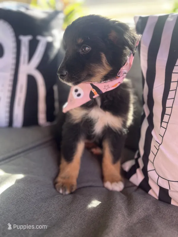 Chloe – Australian Shepherd puppy for sale in Indianapolis, IN