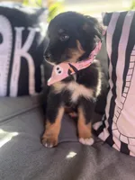 Chloe, a female Australian Shepherd for sale in Indianapolis, IN – 3 of 7