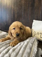 Chloe, a female Golden Retriever for sale in Indianapolis, IN – 2 of 4