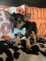 Cooper, a male Chipoo for sale in Indianapolis, IN – 4 of 4