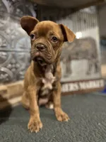Jada, a female French Bulldog for sale in Indianapolis, IN – 2 of 5