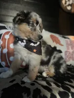 Gunner (Blue Merle), a male Australian Shepherd for sale in Indianapolis, IN – 6 of 6