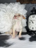 Ace, a male Chihuahua for sale in Indianapolis, IN – 2 of 5