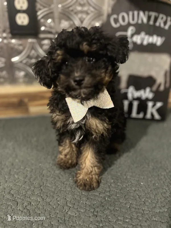 Charlie – Pomapoo puppy for sale in Indianapolis, IN