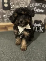 Charlie, a male Pomapoo for sale in Indianapolis, IN – 1 of 6