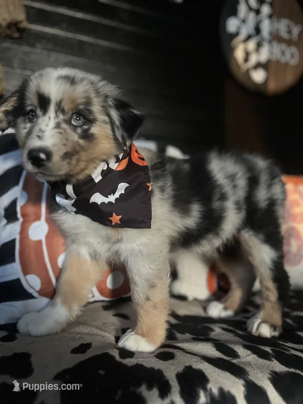 Gunner (Blue Merle) – Australian Shepherd puppy for sale in Indianapolis, IN