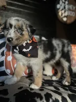 Gunner (Blue Merle), a male Australian Shepherd for sale in Indianapolis, IN – 1 of 6
