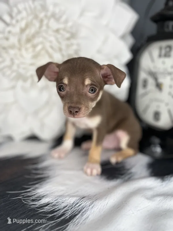 Brownie – Chihuahua puppy for sale in Indianapolis, IN