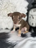 Brownie, a male Chihuahua for sale in Indianapolis, IN – 1 of 5