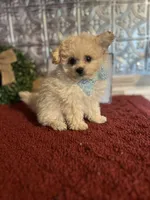 Tyson, a male Pomapoo for sale in Indianapolis, IN – 6 of 6