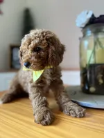 Tucker, a male Poodle - Miniature  for sale in Indianapolis, IN – 4 of 4